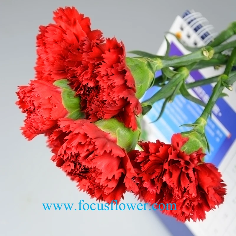 Свежую зелень Гвоздика цветок Высокое Качество Экспорт Свежесрезанных Цветов