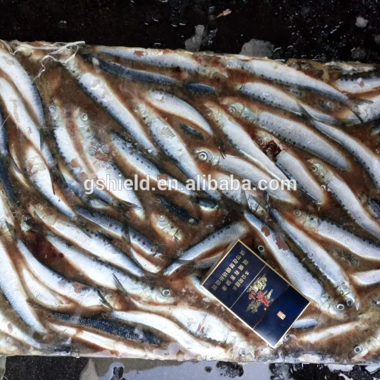 
cheap price Sea Frozen Sardine fish small size Sardinella longiceps wholesale 
