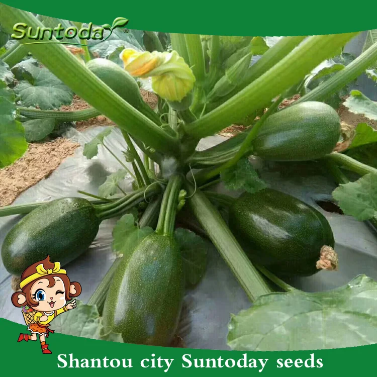 
Hybrid oval round dark green with flower summer vegetable squash seeds 100g/bag 