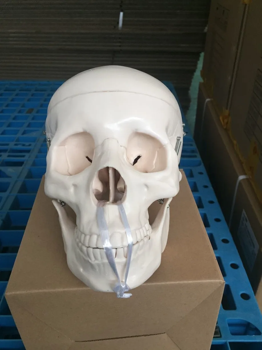  BIX-A1010 Анатомия человека Скелет для взрослых модели черепа медицинской подготовки
