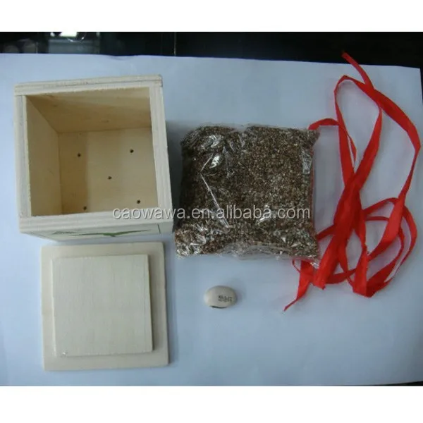  Деревянная коробка magic bean crafts с буквами может расти после посадки.