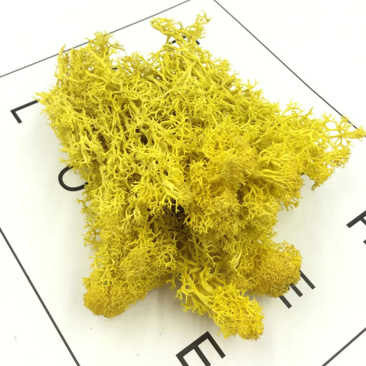 China DIY Material natural plants reindeer moss stabilized dried preserved sphagnum moss