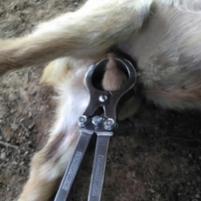 Инструмент для кастрации без крови с черной ручкой, плоскогубцы для кастрации коз и овец, оборудование для кастрации из нержавеющей стали, зажим