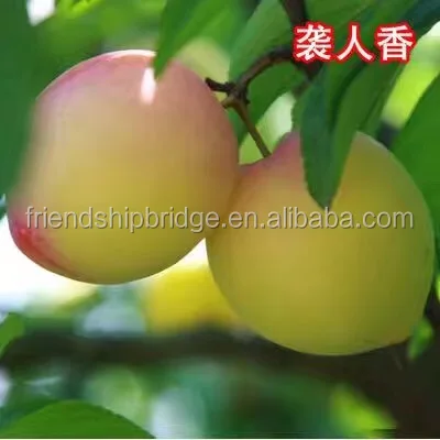 
Prunus salicina Lindl. fruit seedling 