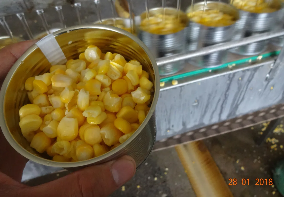 sweet corn (3)