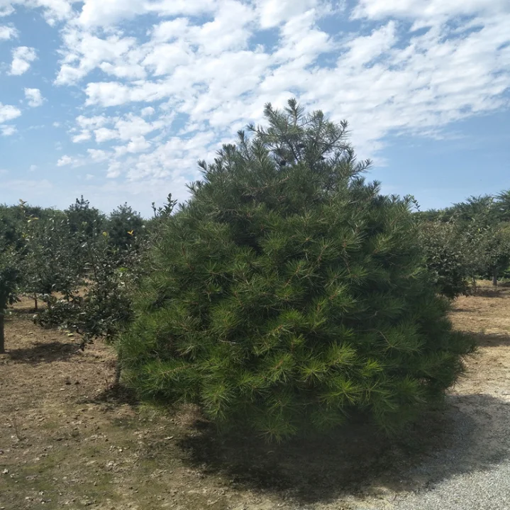 
Bai Pi Song Chinese High Sprouting White Bark Pine Seeds / Pinus bungeana Seeds 