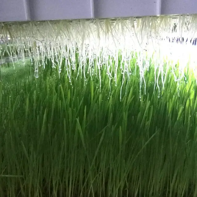 2020 Hydroponic seeds germinate machine/green fodder making barley breeding room/automatic bud seedling equipment