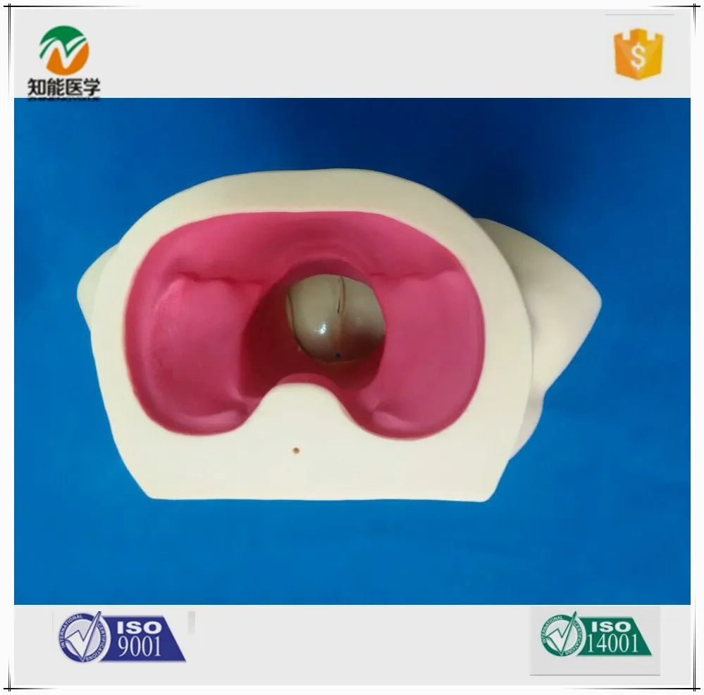 VACUUM DELIVERY OBSTETRICAL MANIKIN