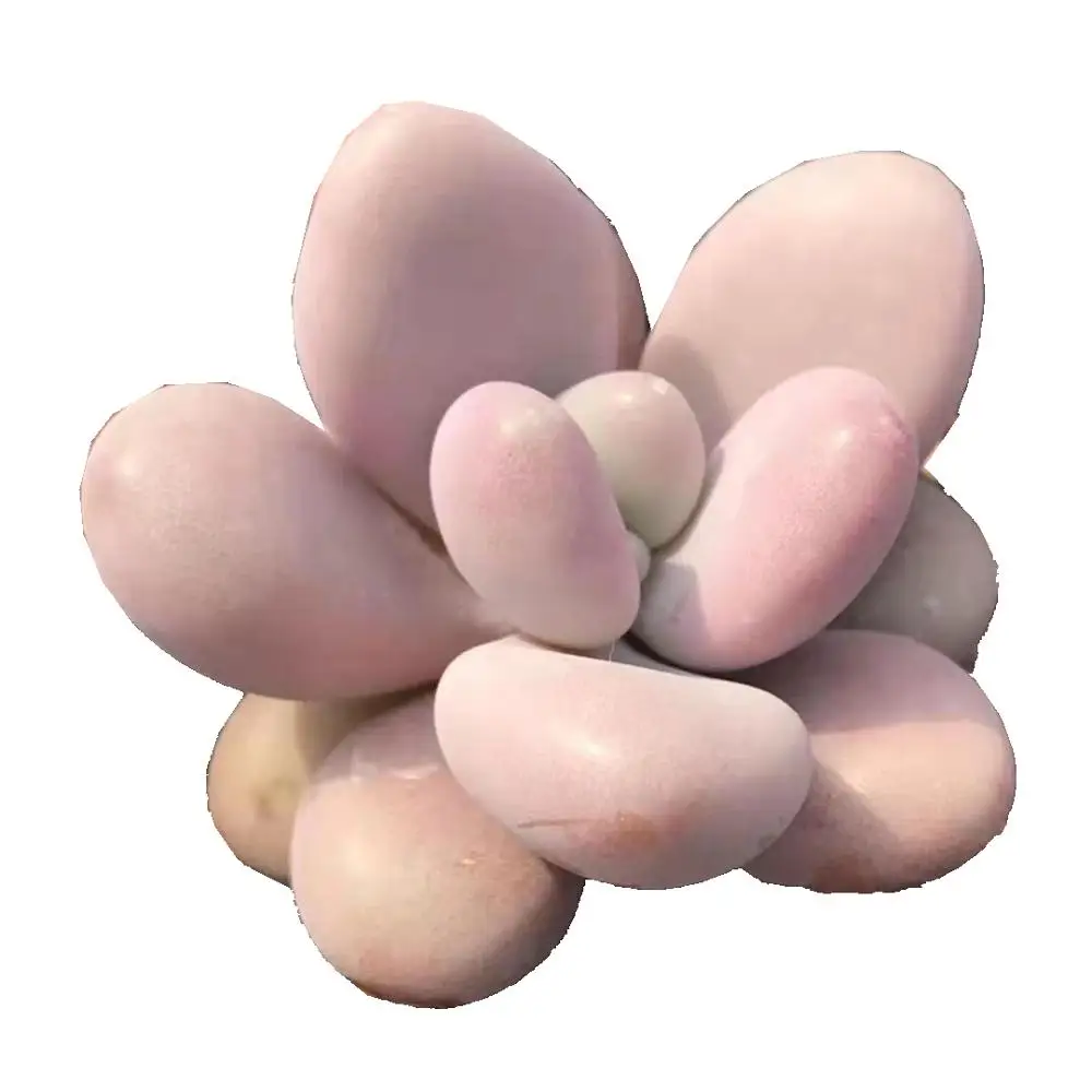 Виноградный аметист, суккулент бонсай, внутреннее украшение