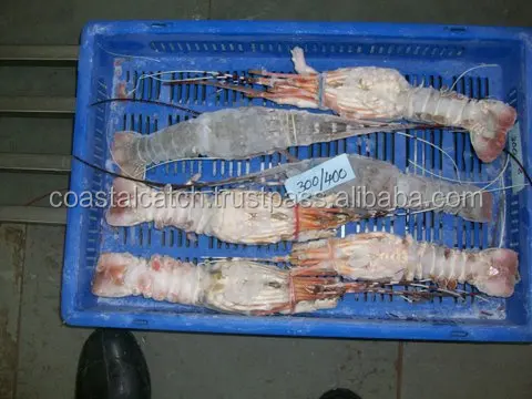 
FROZEN RAW LOBSTER WHOLE 