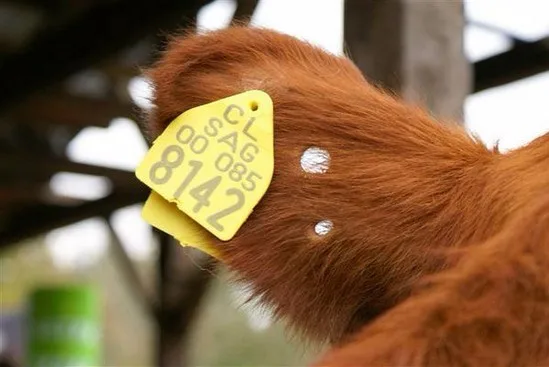 Low Price UHF RFID Animal Ear Tracking Tag