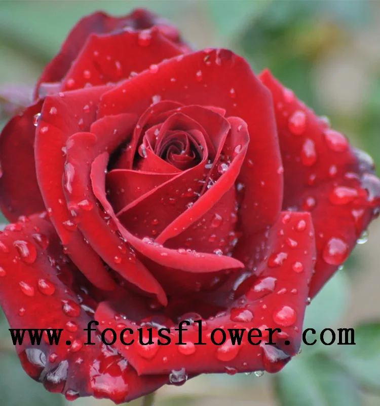 Рекламные кении роза цена жасмин цветок Карола в хорошем качестве из провинции юньнань