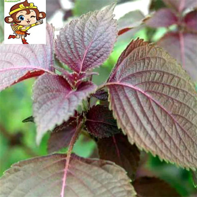 
Suntoday Garden UK spicy toy DIY flower Perilla seeds 1kg/bag 