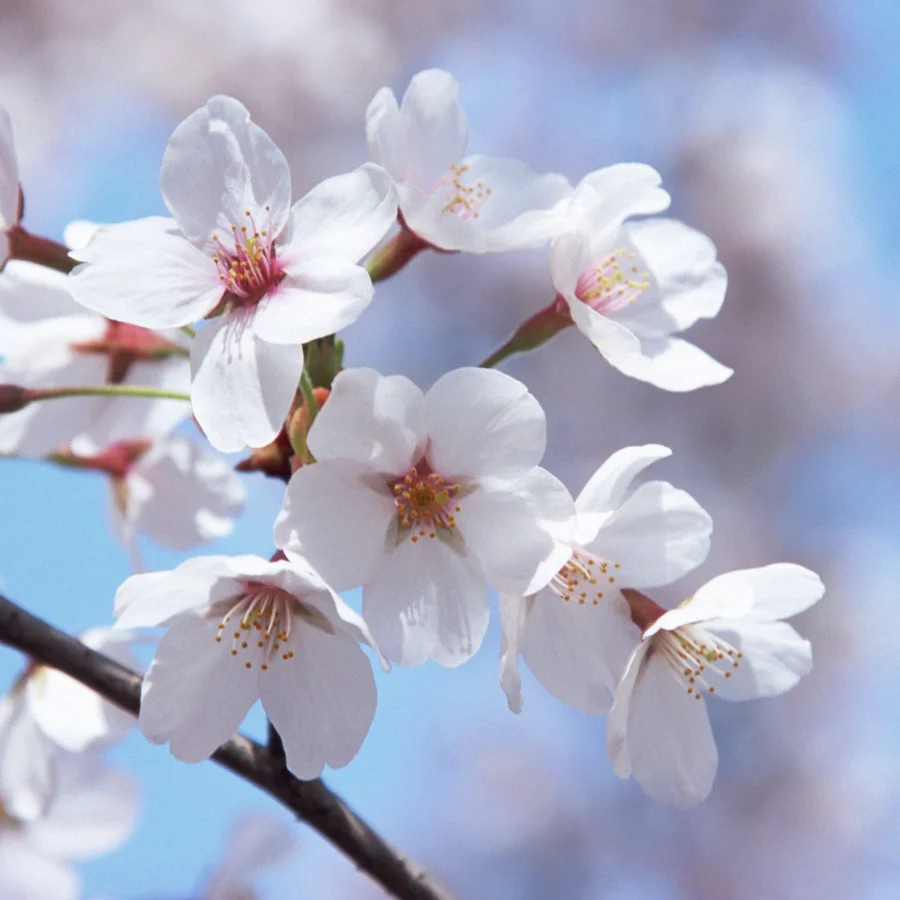 
Декоративные натуральные сериаты Prunus 