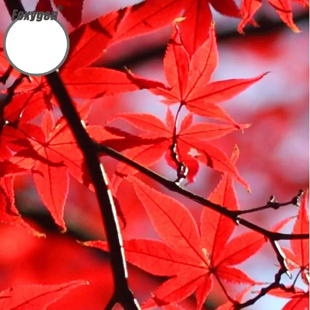 2020 Red Leave High Quality Soft Colorful Stretch Membrane Modern Decorative Acoustic Tile Pvc Ceiling Panel