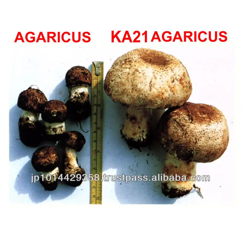 Japan Agaricus blazei Murrill Medicinal Mushroom King Agaricus 100 Powder