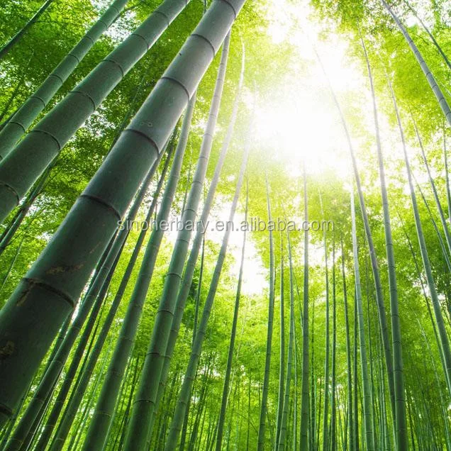 High Sprouting Rate Bambus Seeds/Bamboo Seeds For Cultivating