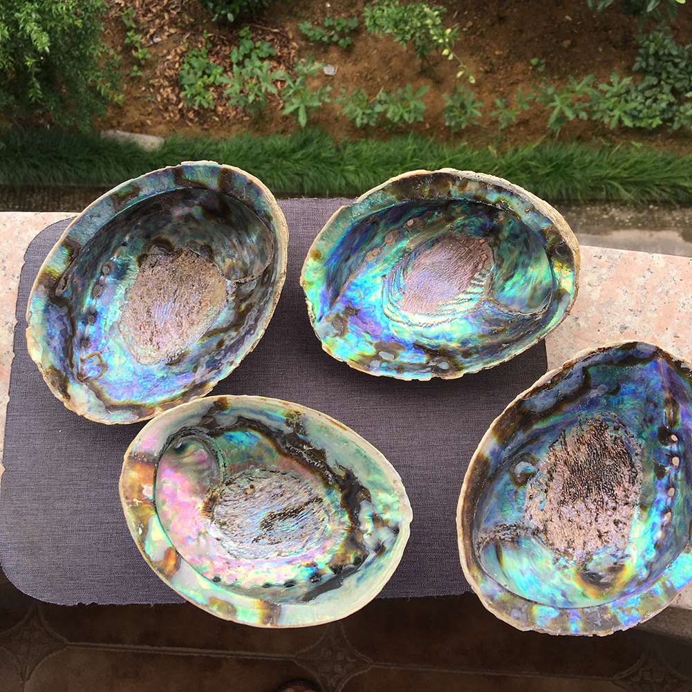 Natural high quality selling colored large abalone polished shells for DIY decoration
