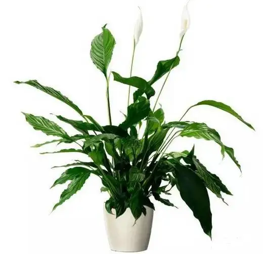 Green color foliage flower plant Spathi phyllum Kochii Bonsai