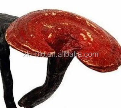 
100% Natural Organic Ganoderma Lucidum 