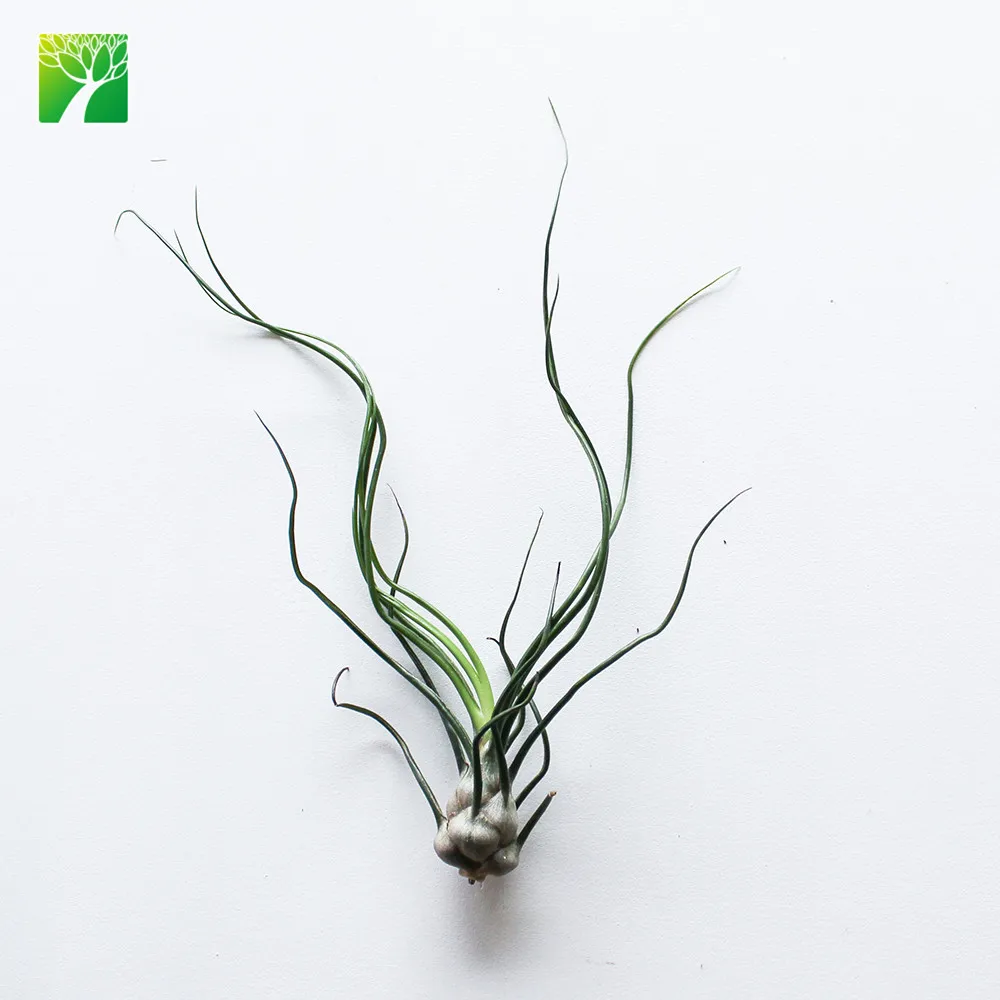 Ферма оптом T Bulbosa mini многолетняя bulbous airplant