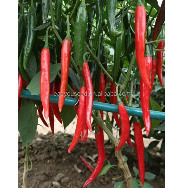 
P27 Lamei f1 hybrid spicy dark green pepper seeds different types of seed 