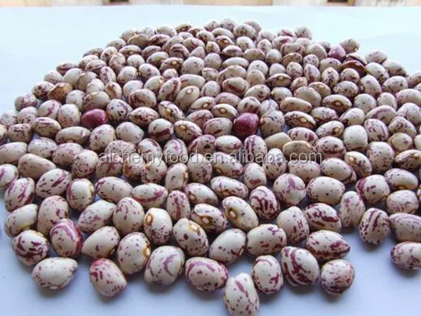 best price of light kidney bean for hot sale with good quality