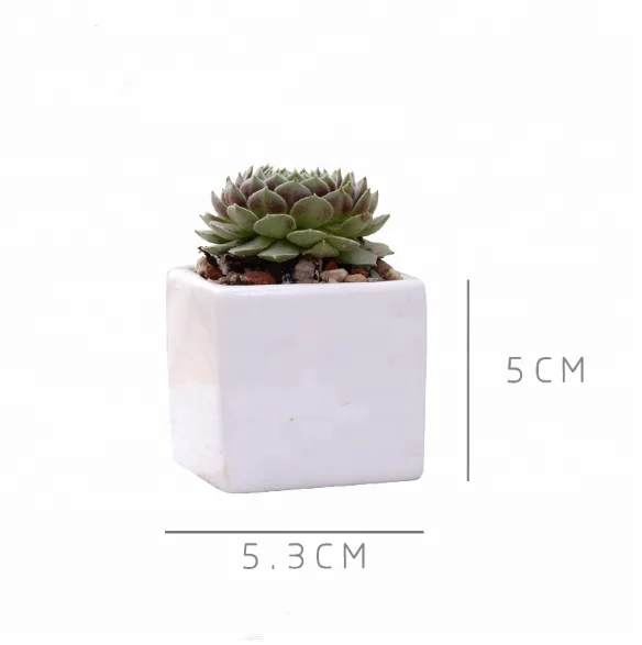 White creative succulent ceramic desktop mini square potted pot