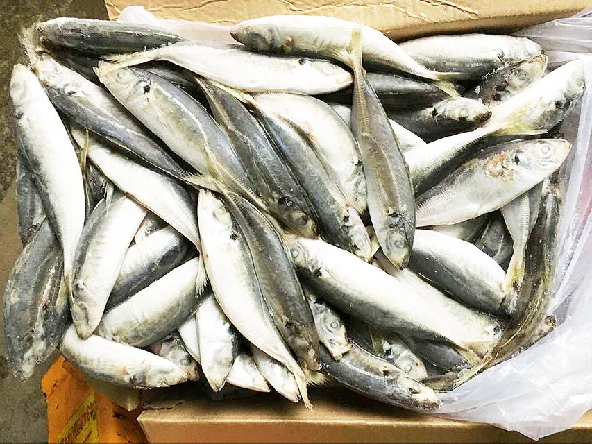 Высокое качество Замороженные Layang ставрида весь раунд