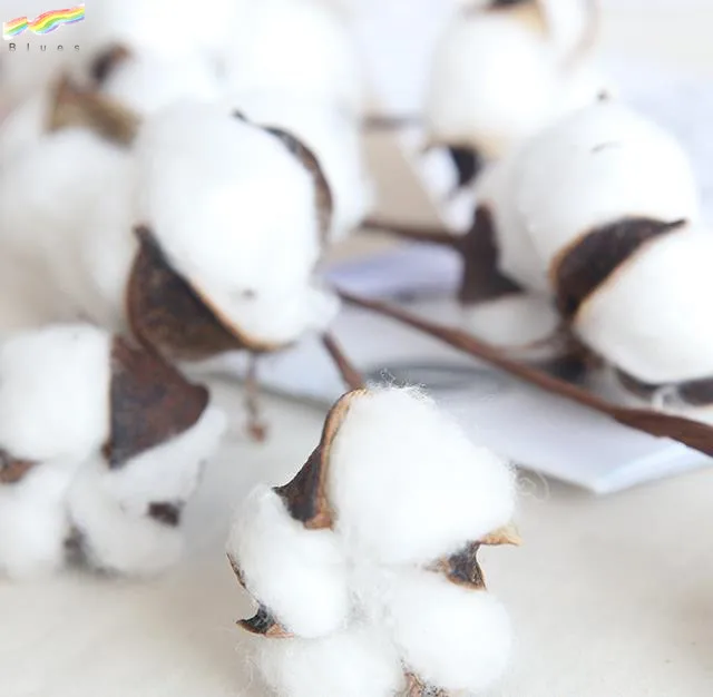 Really Natural White Cotton Stems Dried Flower Branch 10 Head for Farmhouse Style Decoration