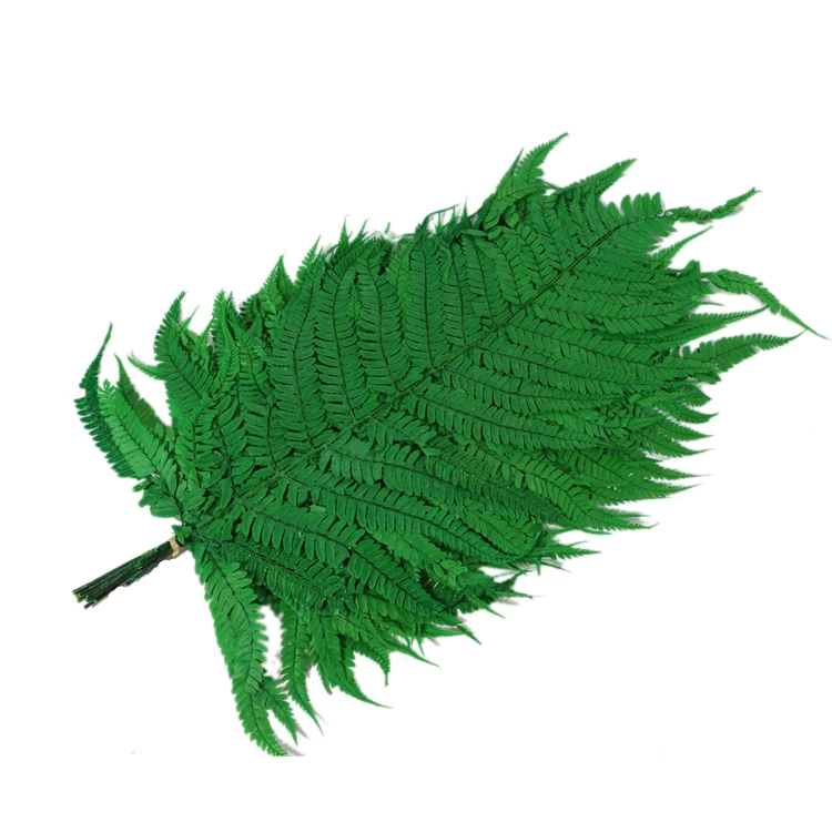 Preserved Natural Eternal Plants Preserved big Fern Leaves large green leaf plants