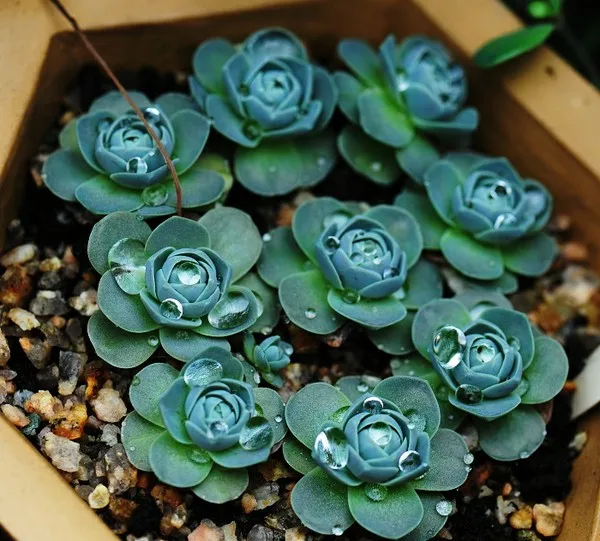 
 Растения-суккуленты Orostachys boehmeri bonsai для продажи  