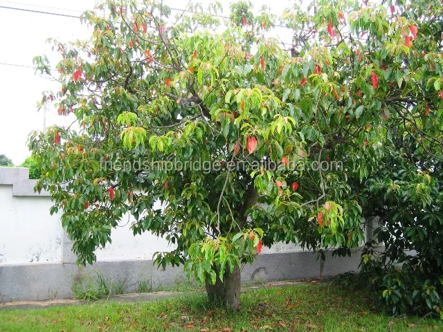 Ornamental natural plant Olive tree