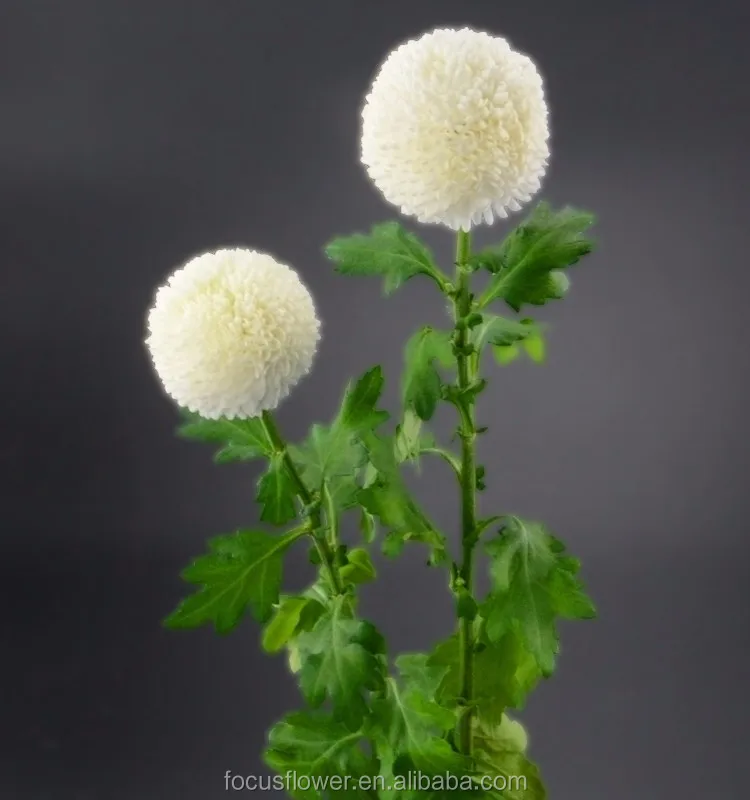 Export Direct Pompon Mum White Chrysanthemum For Sale