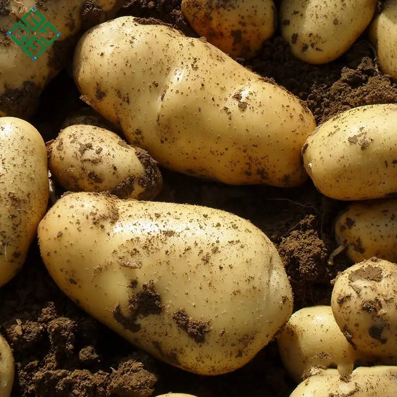 100% Exportable New Harvest Potato / Potatoes Supplier with cheap Price
