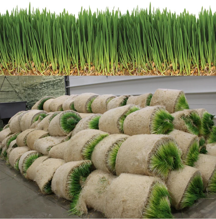 
Container Type Hydroponic Energy-saving Cattle And Sheep Fodder Growing Machine 