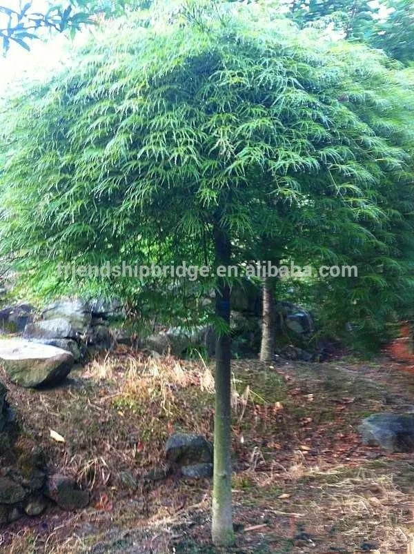 
Acer Palmatum/ maple Plants in Bonsai 