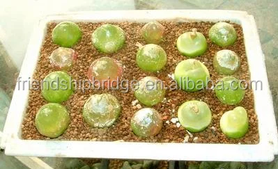 Mini size beautiful Conophytum burgeri succulent bonsai for sale