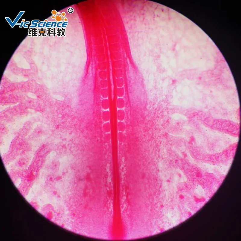 Cheap chick embryo slides prepared microscope slides