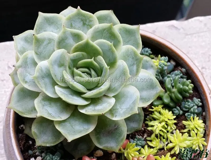 Wholesale  succulent plant Etheveria onslow succulents mini bonsai