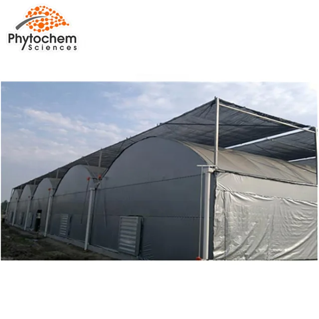 
Natural White Ginseng Schizophyllan Beta-glucan in Supplement and cosmetics 