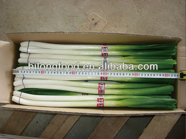 
2017 new crop fresh scallions (fresh leek) 