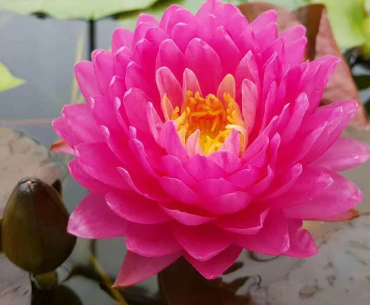 Blue Lotus Flower Seed Water Lily Seeds For Growing