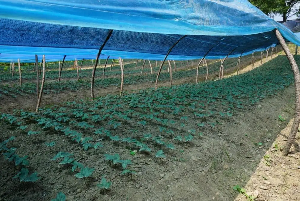 
1kg New Ren shen chinese High quality purity red ginseng seeds for planting 