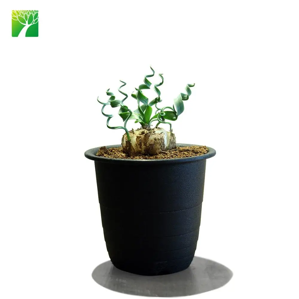 
Недорогие лилии для слизи оптом, альбука конкордиана, живые растения, натуральные суккуленты 