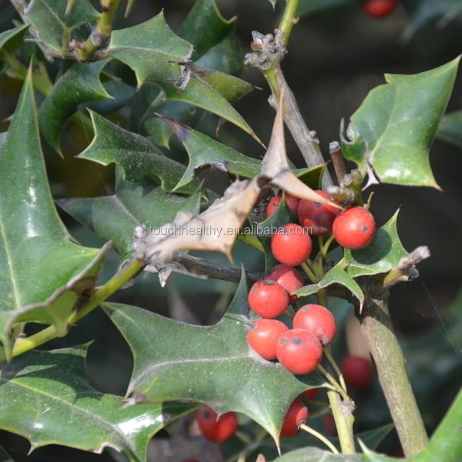 2021 Ilex cornuta varfortunei семена