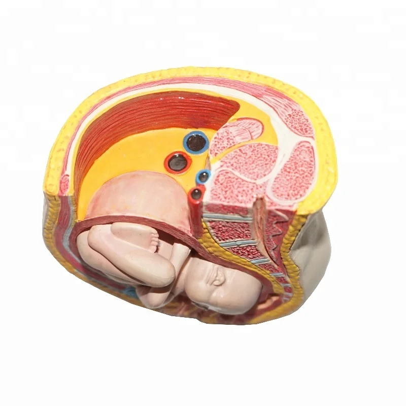 Pregnant Woman Pelvis Anatomy with Baby Fetus Inside