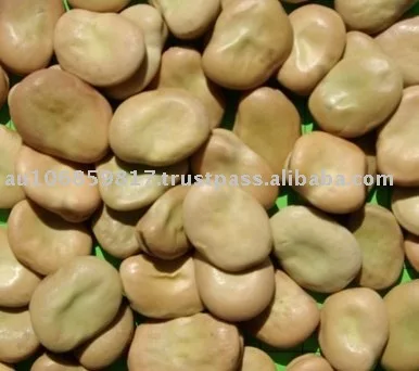 Faba beans