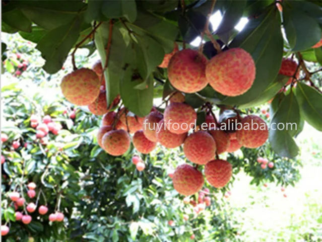 SEASONAL CHINESE FRESH LYCHEE/Sinolychee group Litchi/China lychee