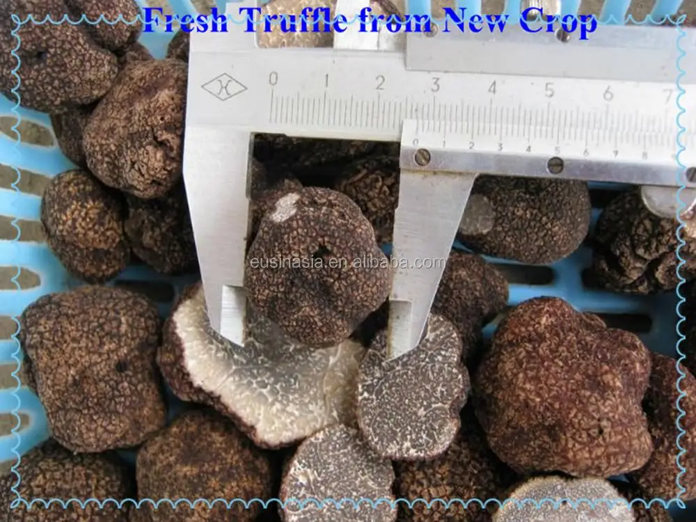 
Fresh Chinese black tuber indicum 